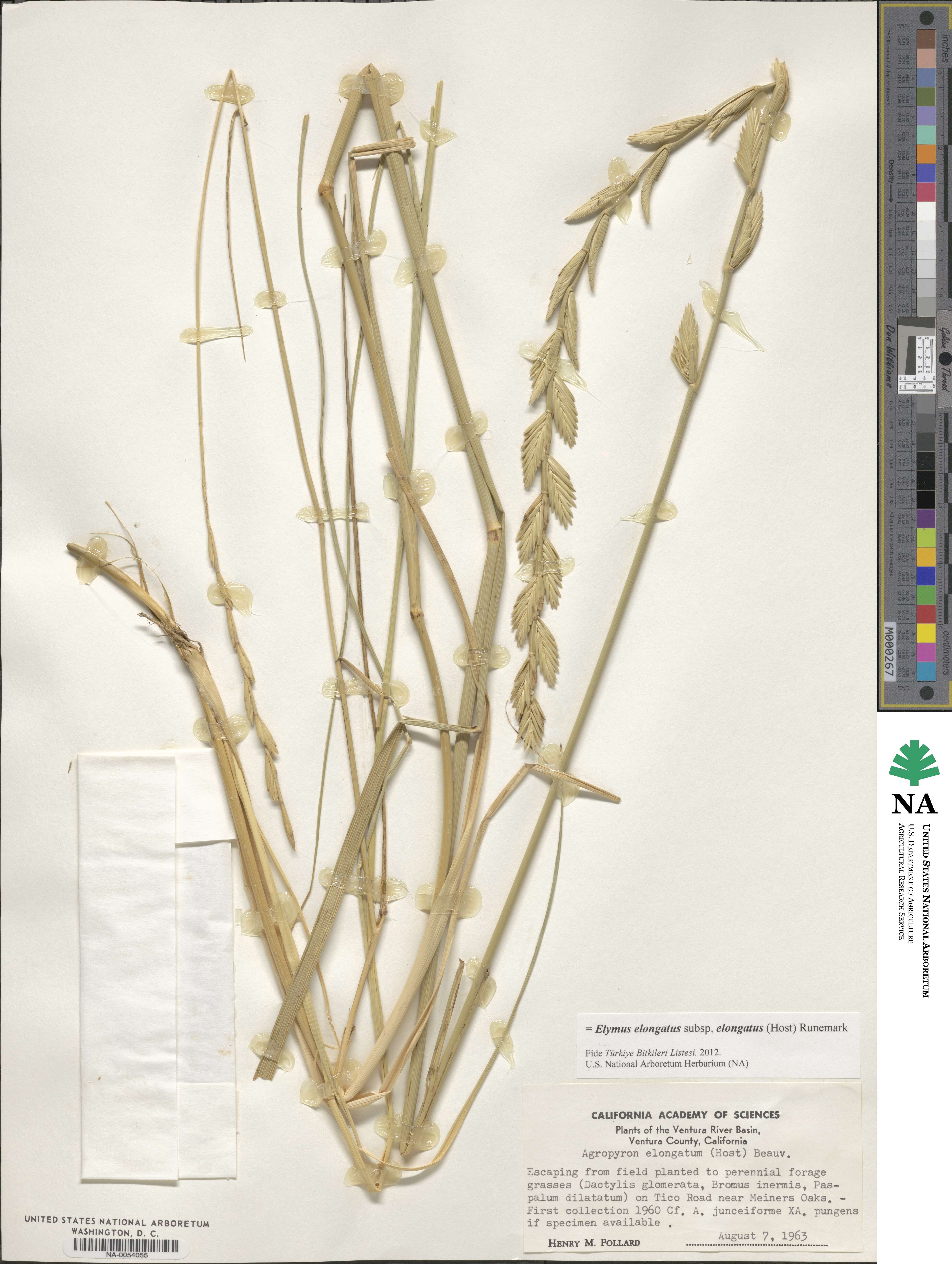 Elymus elongatus image