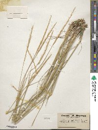 Elymus albicans image