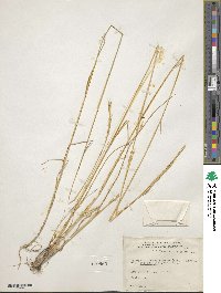 Elymus albicans image