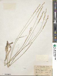 Pseudoroegneria spicata f. inermis image