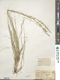 Pseudoroegneria spicata f. inermis image