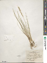 Pseudoroegneria spicata f. inermis image