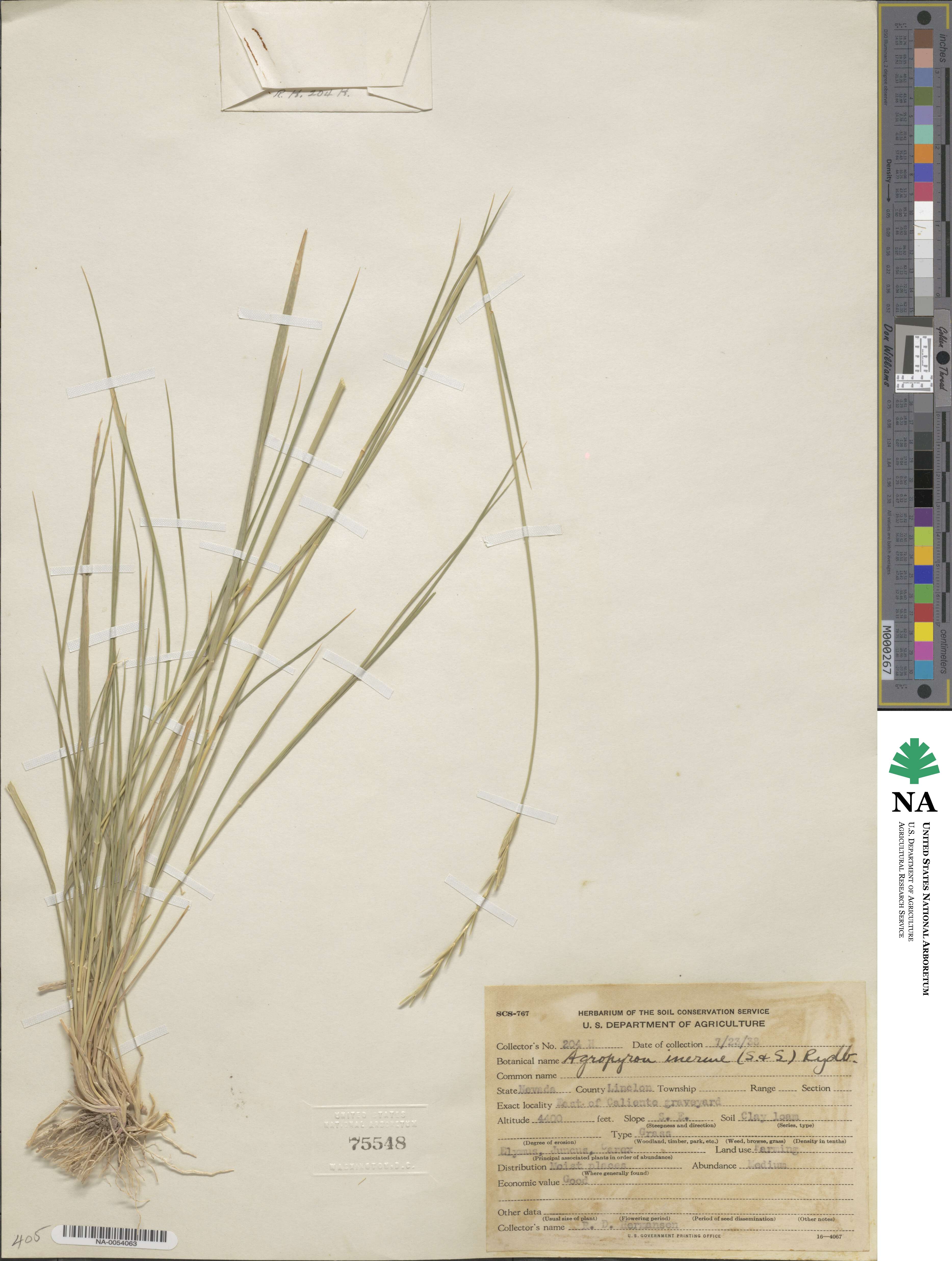 Pseudoroegneria spicata f. inermis image