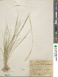 Pseudoroegneria spicata f. inermis image