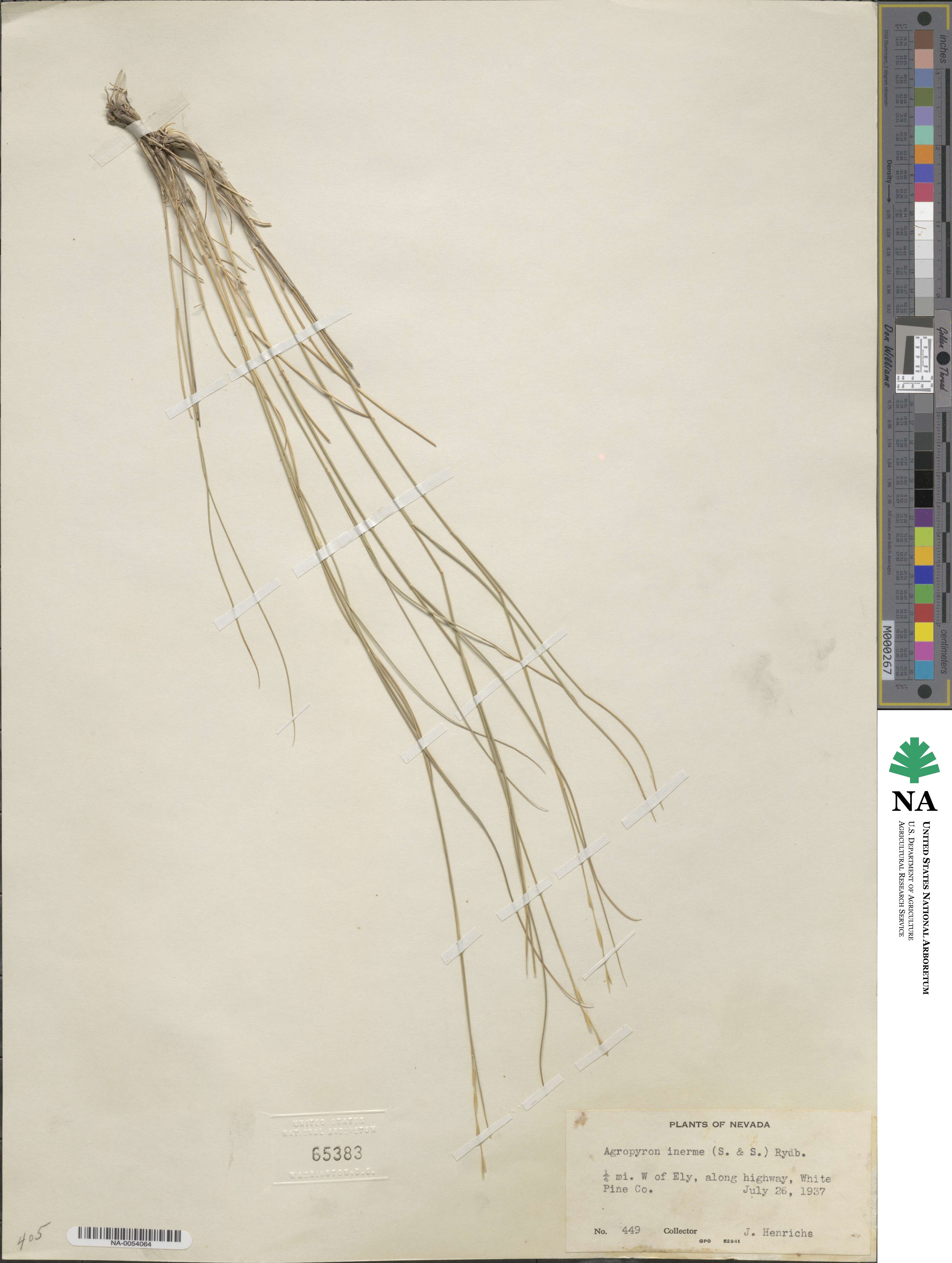 Pseudoroegneria spicata f. inermis image