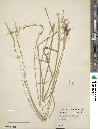 Elymus violaceus image