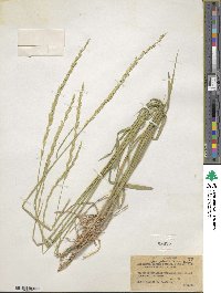 Elymus violaceus image