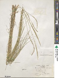 Elymus violaceus image