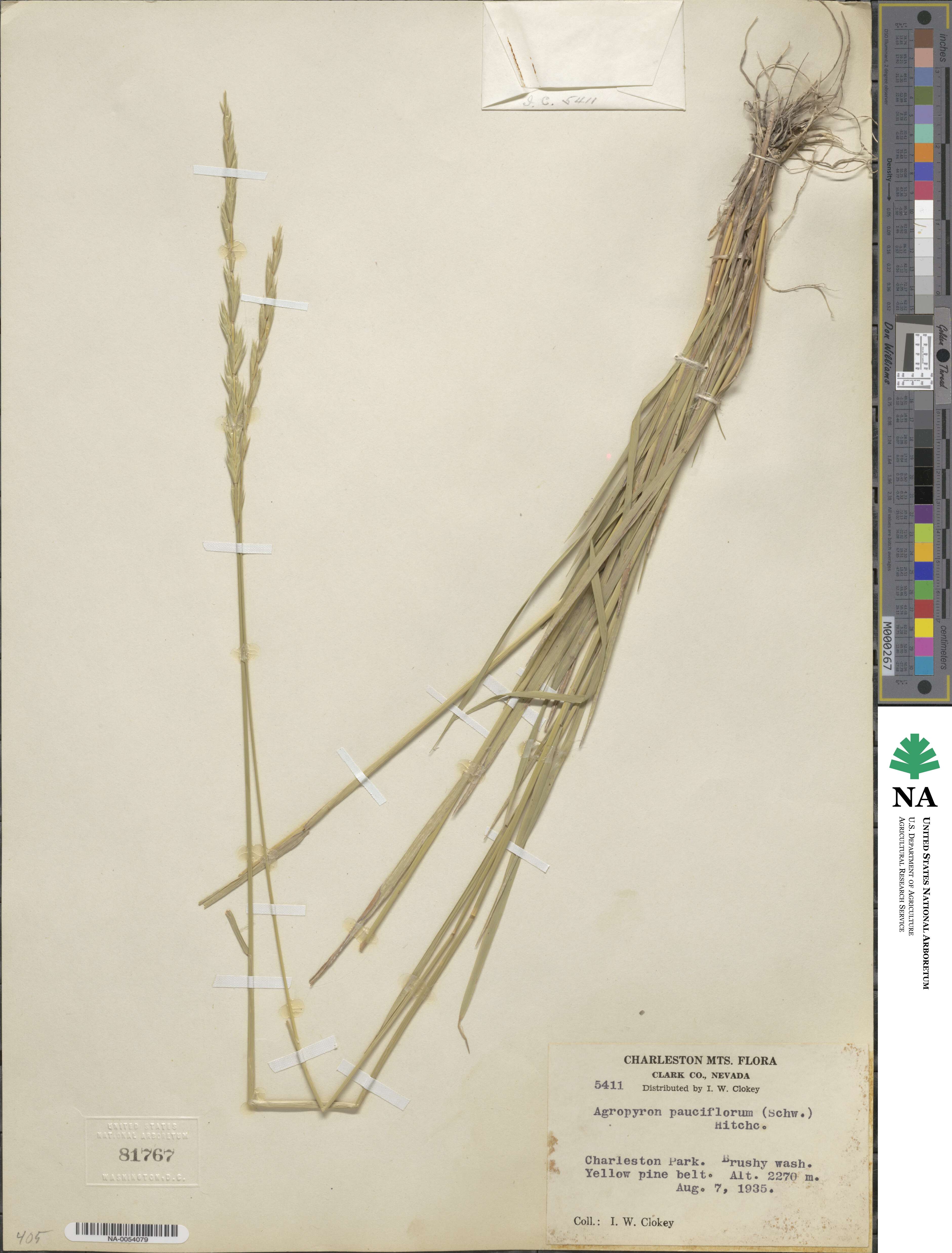 Elymus violaceus image