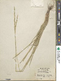 Elymus violaceus image