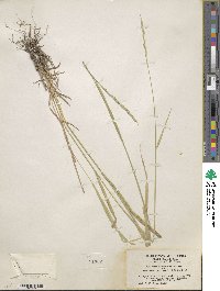 Elymus violaceus image