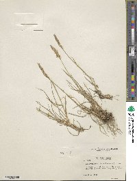 Elymus violaceus image