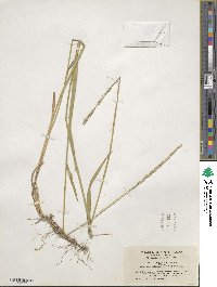 Elymus violaceus image