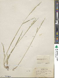 Elymus violaceus image