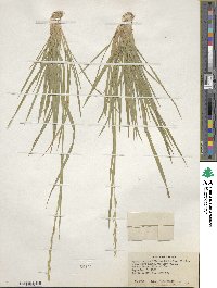 Elymus violaceus image