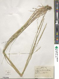 Elymus violaceus image