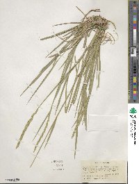 Elymus violaceus image