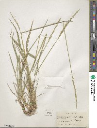 Elymus violaceus image