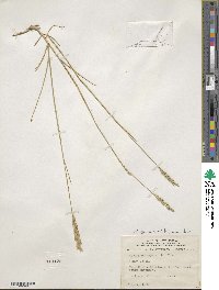 Elymus pungens image