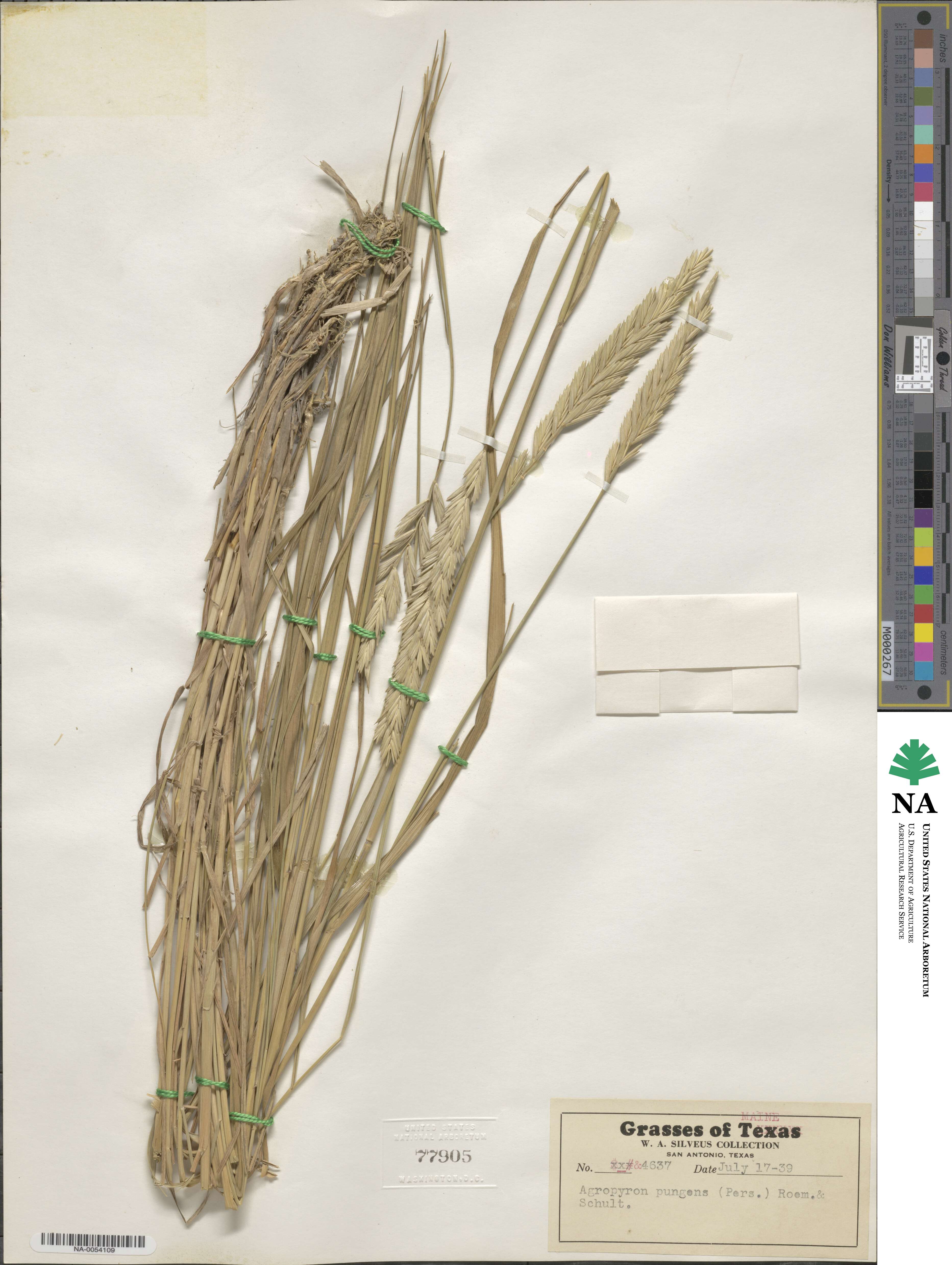 Elymus pungens image
