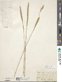 Elymus repens image