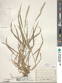 Elymus repens image