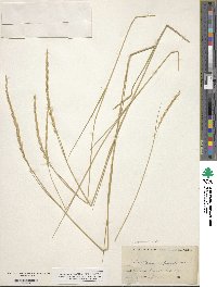 Elymus repens image