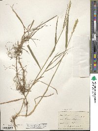 Elymus repens image