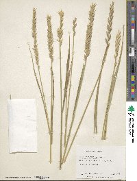 Elymus repens image