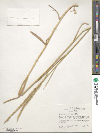 Elymus repens image