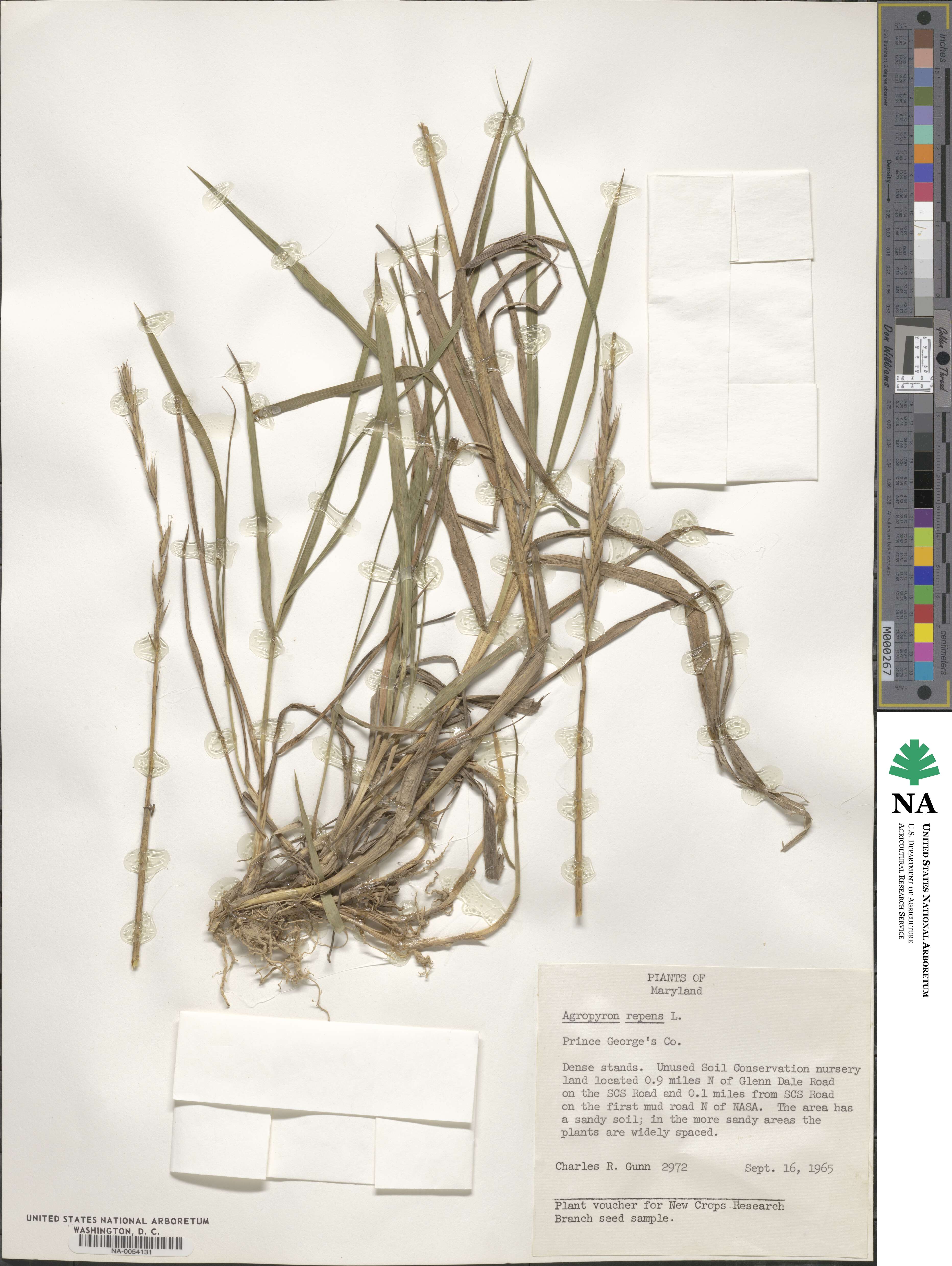 Elymus image