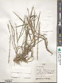 Elymus repens image