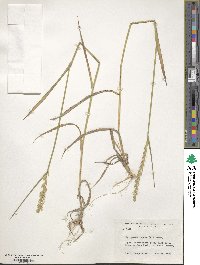 Elymus repens image