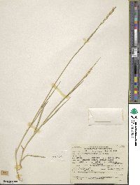 Elymus repens image