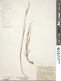 Elymus repens image