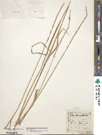 Elymus repens image