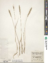 Elymus repens image