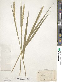 Elymus repens image