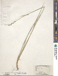 Elymus repens image