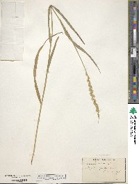 Elymus repens image