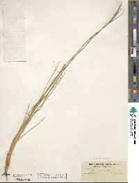 Elymus repens image