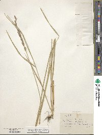 Elymus repens image