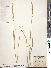 Elymus repens image