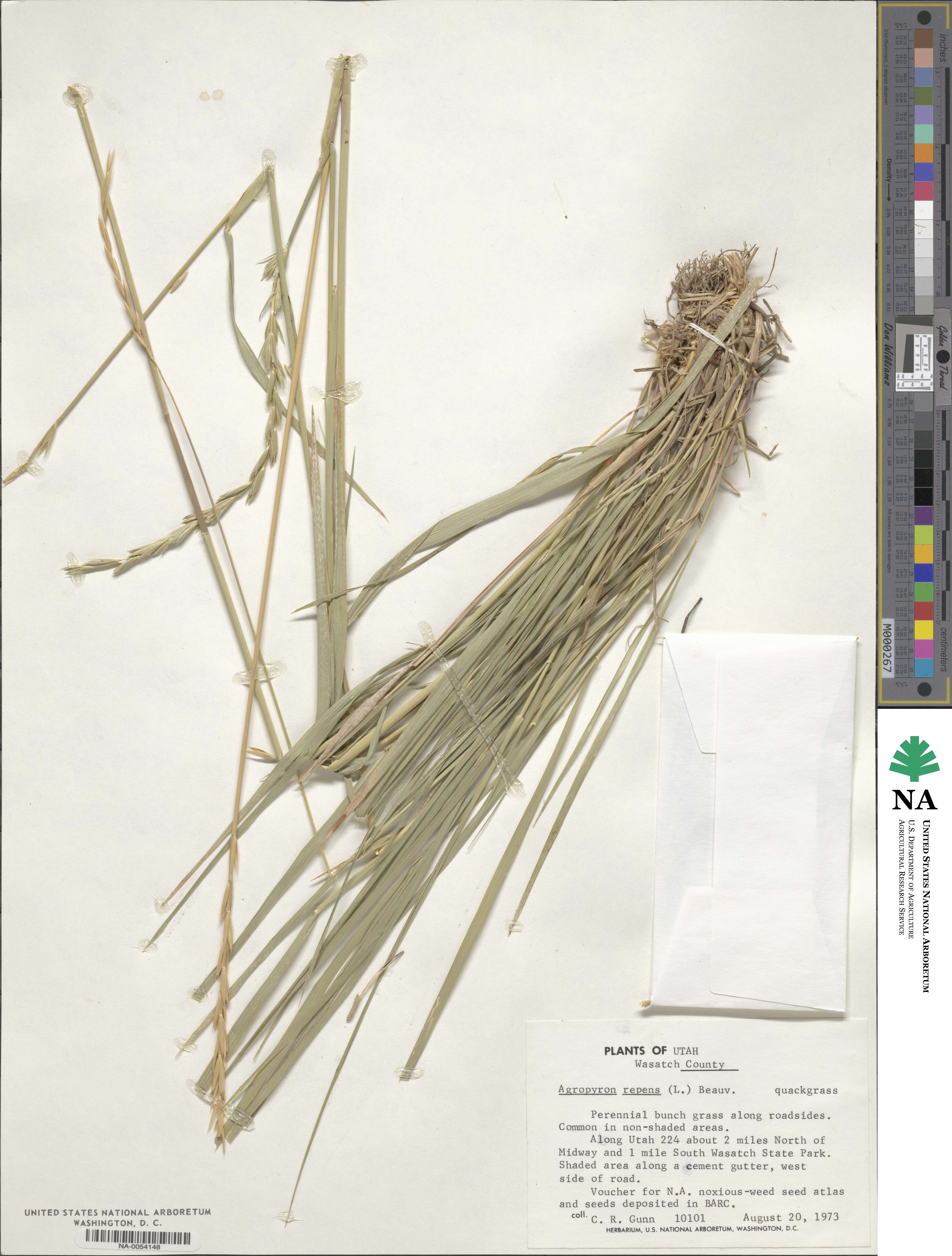 Elymus repens image