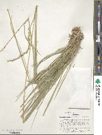 Elymus repens image