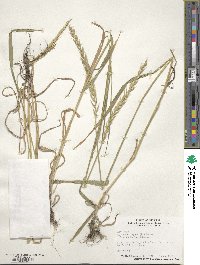 Elymus repens image