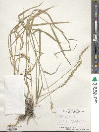 Elymus repens image