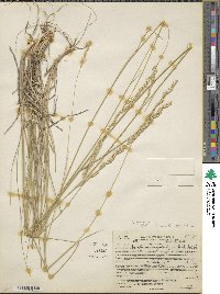 Elymus lanceolatus image