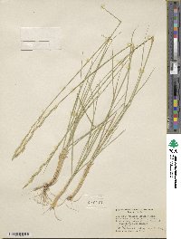 Elymus lanceolatus subsp. riparius image