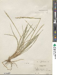 Elymus lanceolatus image